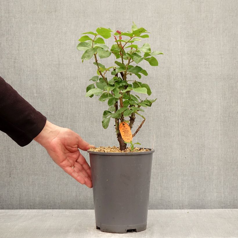 Rosa André Le Nôtre - Rose ibrida di tea Vaso da 4L/5L esemplare consegnato in primavera