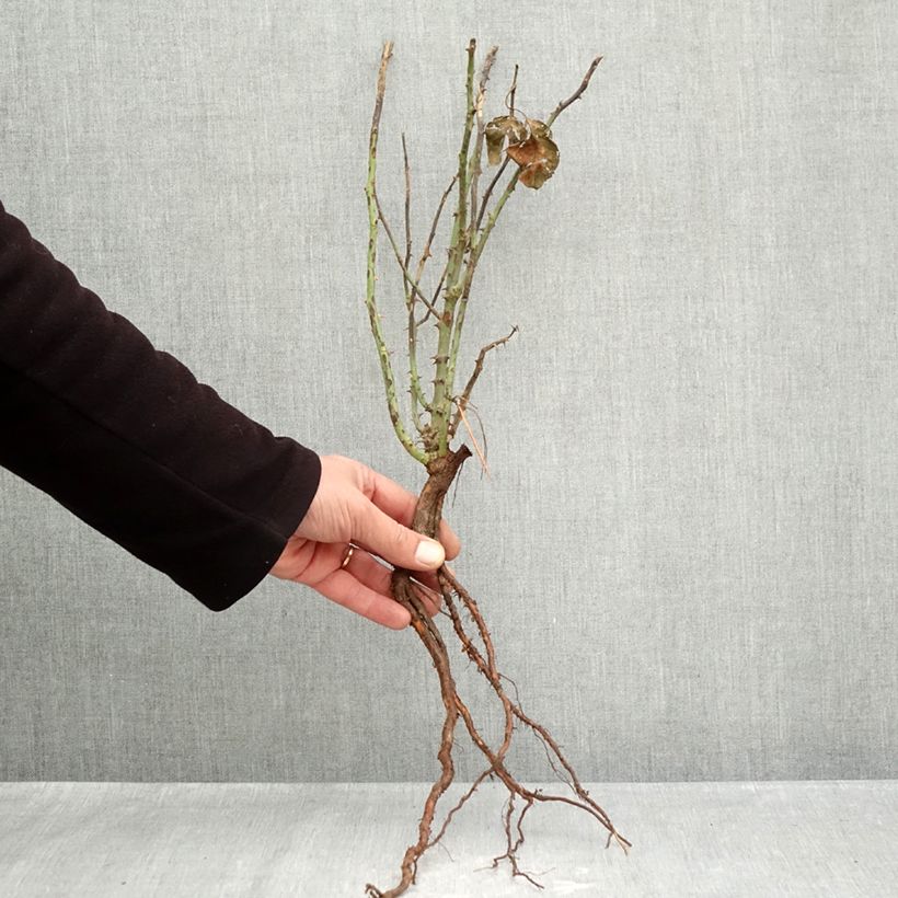 Rosa André Le Nôtre - Rose ibrida di tea Piante piccole a radice nuda esemplare consegnato in inverno