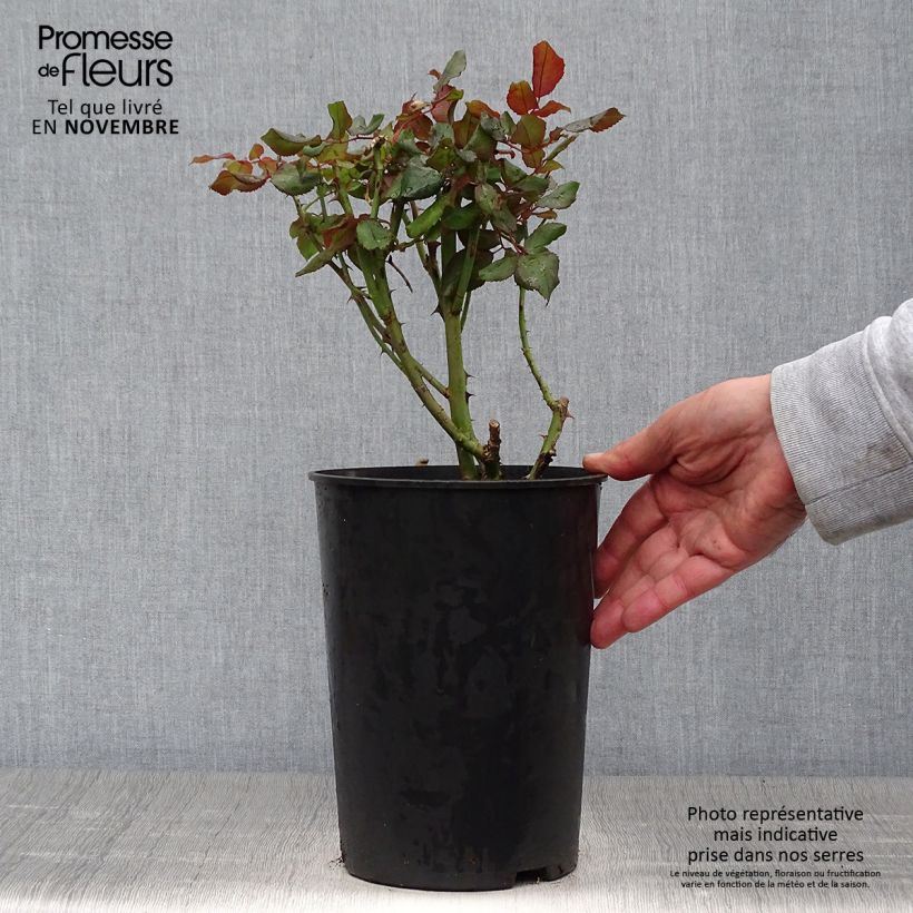 Esemplare di Rosa André Willemse Vaso da 4L/5L come consegnato in autunno