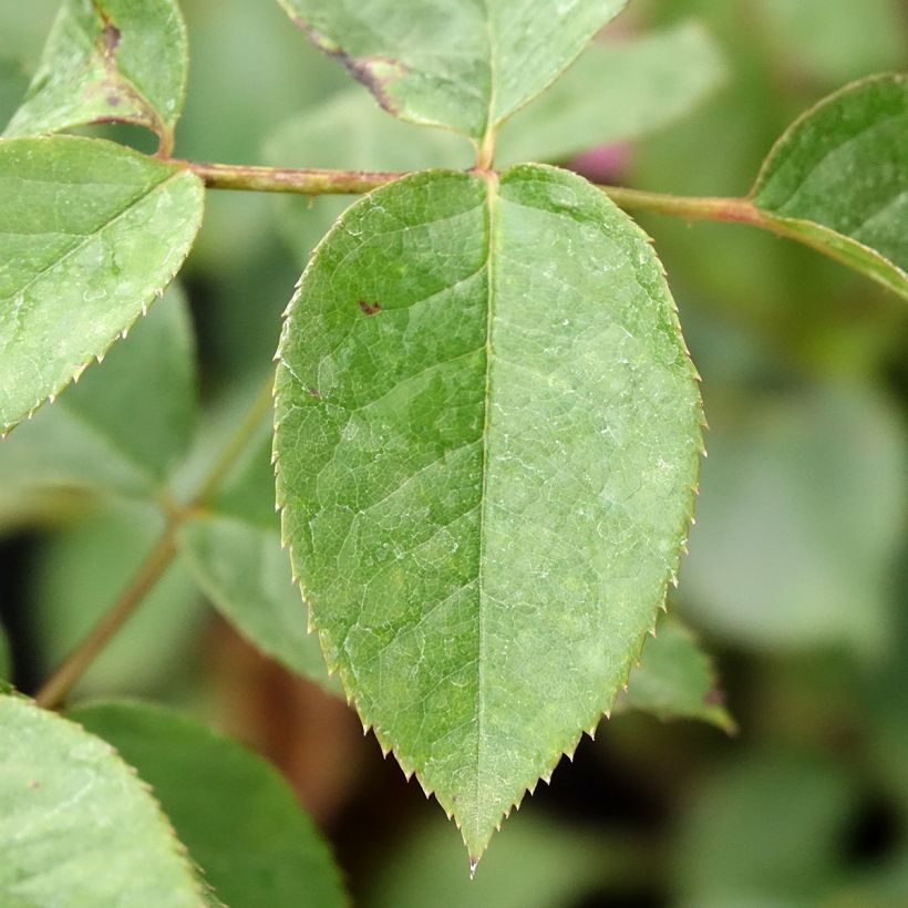 Rosa Anggun Meibokir (Fogliame)