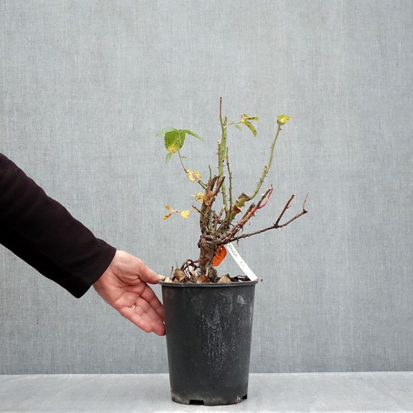 Esemplare di Rosa Anggun Meibokir Vaso da 4L/5L come consegnato in autunno