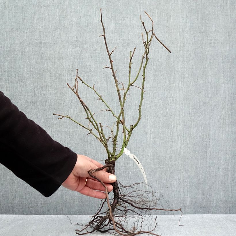 Rosa Anggun Meibokir Piante piccole a radice nuda esemplare consegnato in inverno