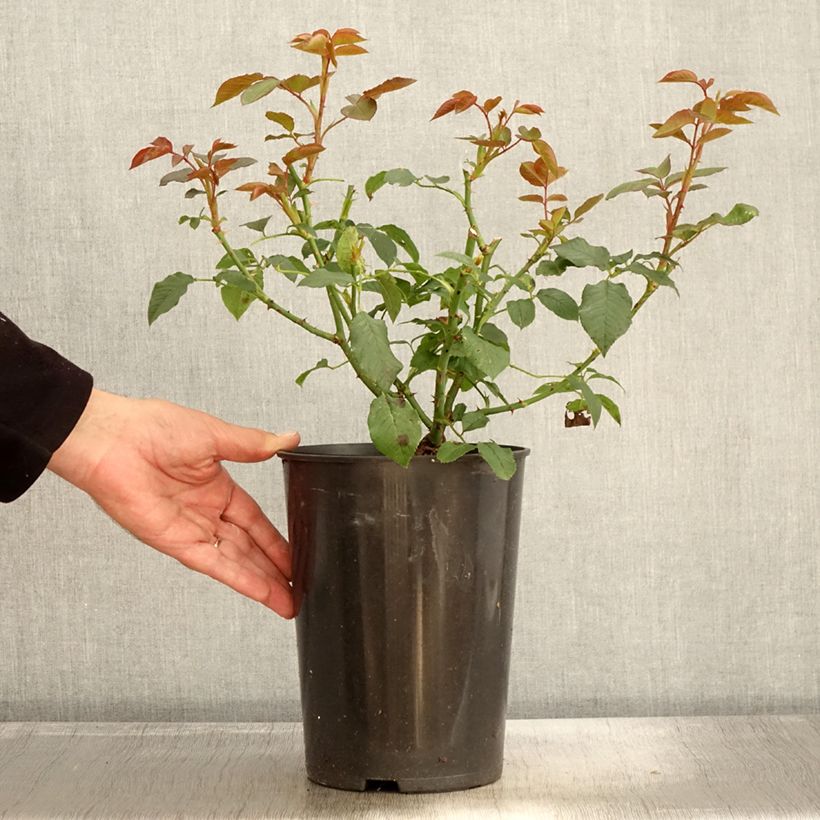 Esemplare di Rosa Annapurna Vaso da 4L/5L come consegnato in autunno