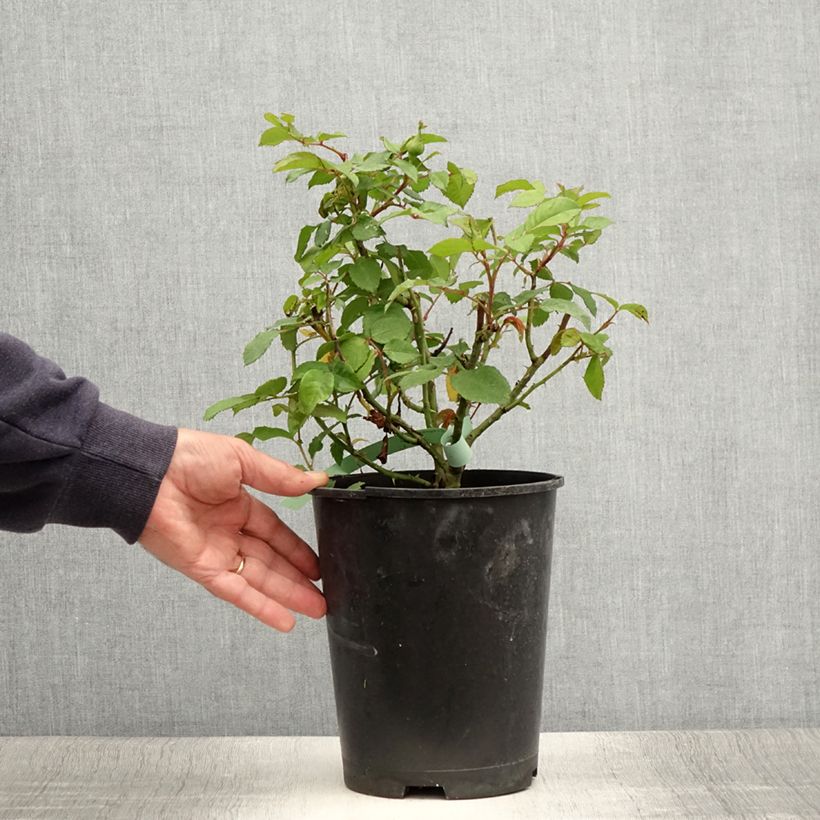 Esemplare di Rosa Augusta Luise - Rose ibrida di tea Vaso da 4L/5L consegnato in estate