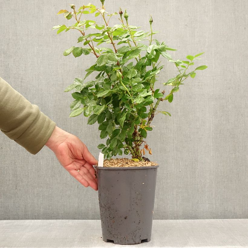 Rosa Auguste Escoffier - Rose ibrida di tea Vaso da 4L/5L esemplare consegnato in primavera