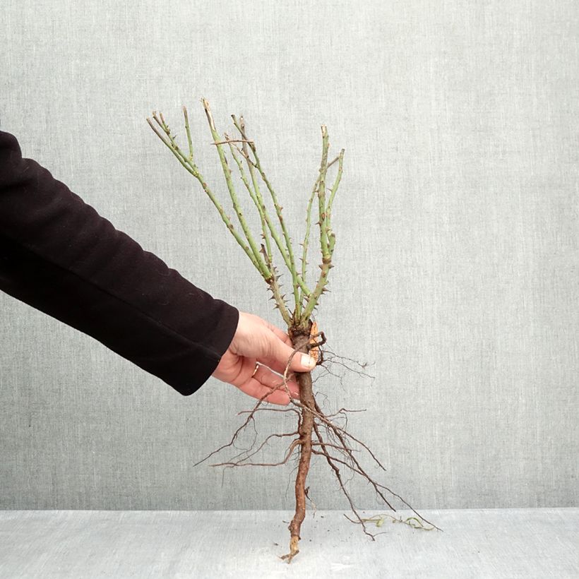 Rosa Auguste Escoffier - Rose ibrida di tea Piante piccole a radice nuda esemplare consegnato in inverno