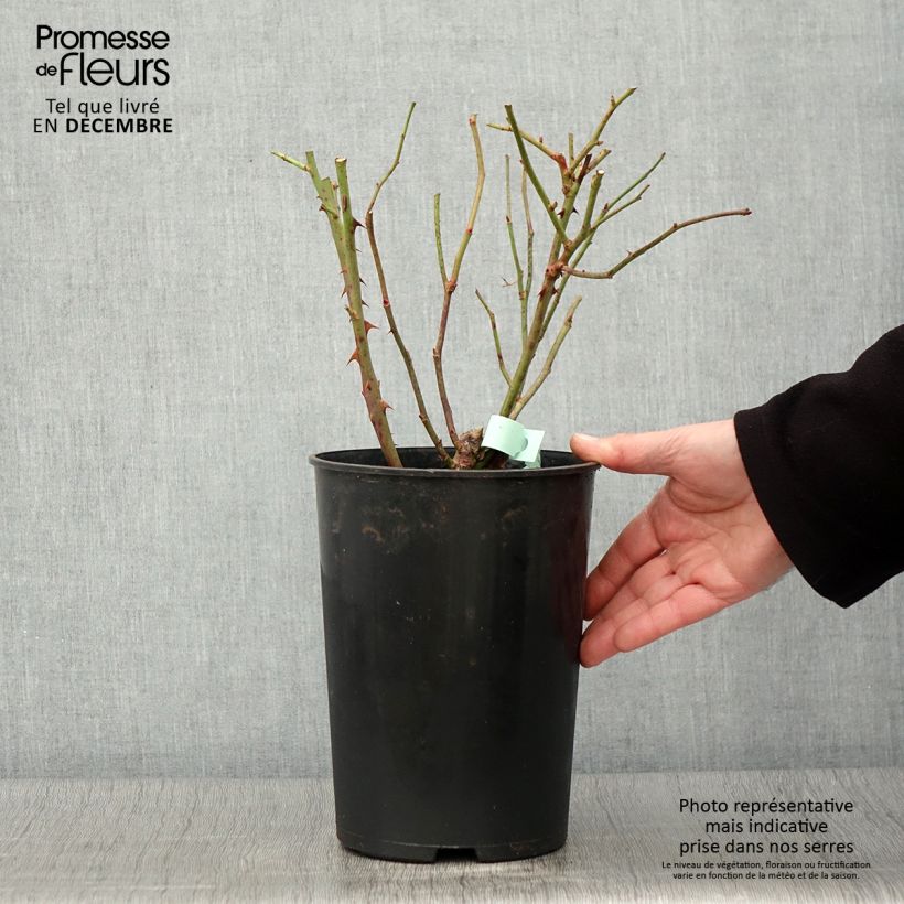 Esemplare di Rosa Barbados Vaso da 4L/5L come consegnato in autunno