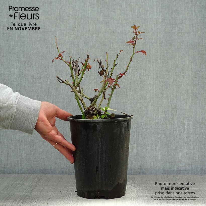 Esemplare di Rosa Belle du Seigneur - Rose ibrida di tea Vaso da 4L/5L come consegnato in autunno