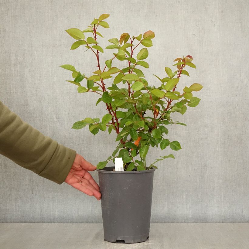 Rosa Belle Romantica Vaso da 4L/5L esemplare consegnato in primavera