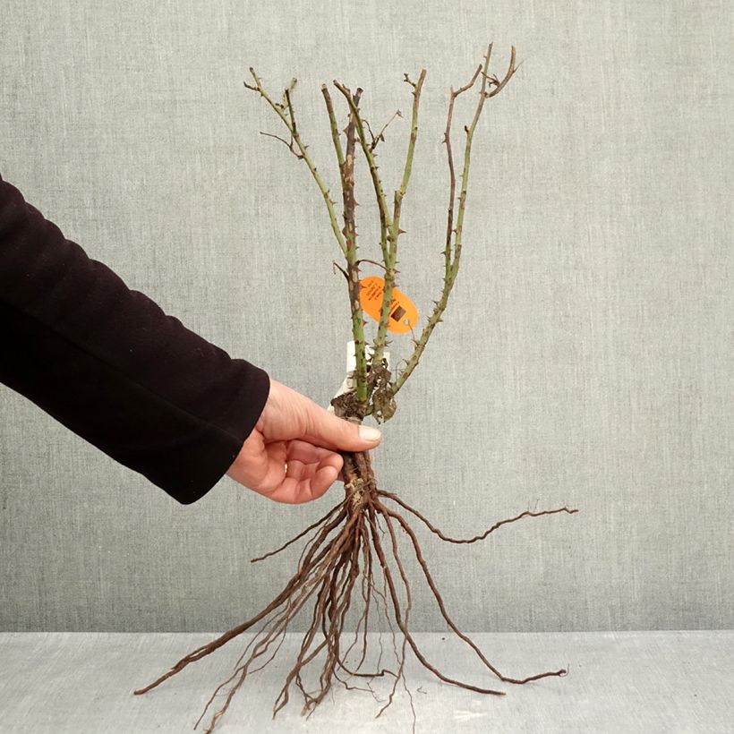 Rosa Belle Romantica Piante piccole a radice nuda esemplare consegnato in inverno