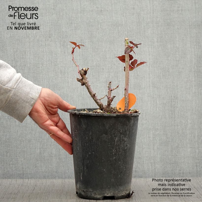 Esemplare di Rosa Belles Rives Vaso da 4L/5L come consegnato in autunno