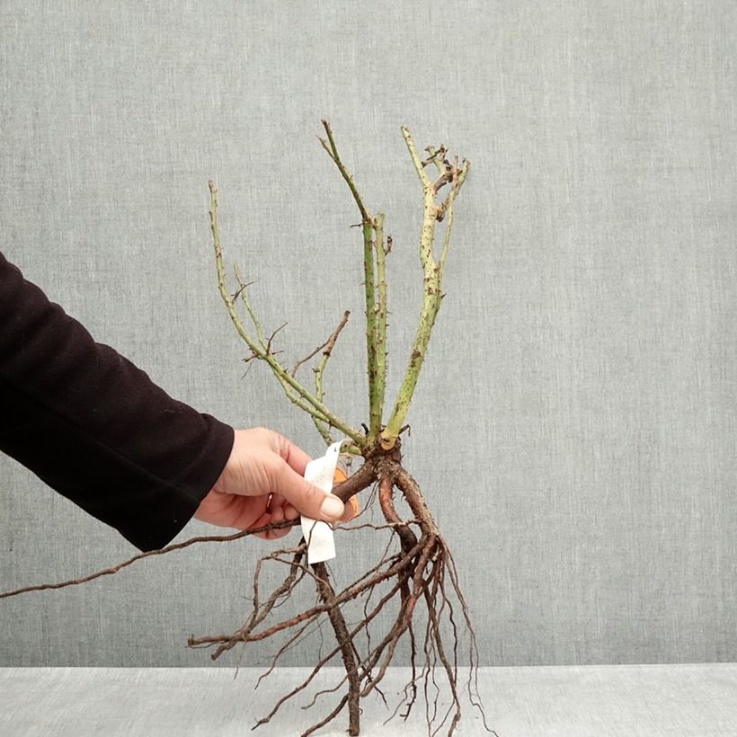 Rosa Belles Rives Piante piccole a radice nuda esemplare consegnato in inverno