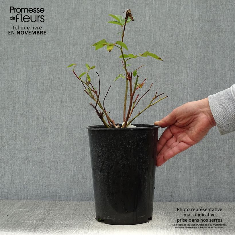 Esemplare di Rosa Bernadette Lafont - Rose ibrida di tea Vaso da 4L/5L come consegnato in autunno