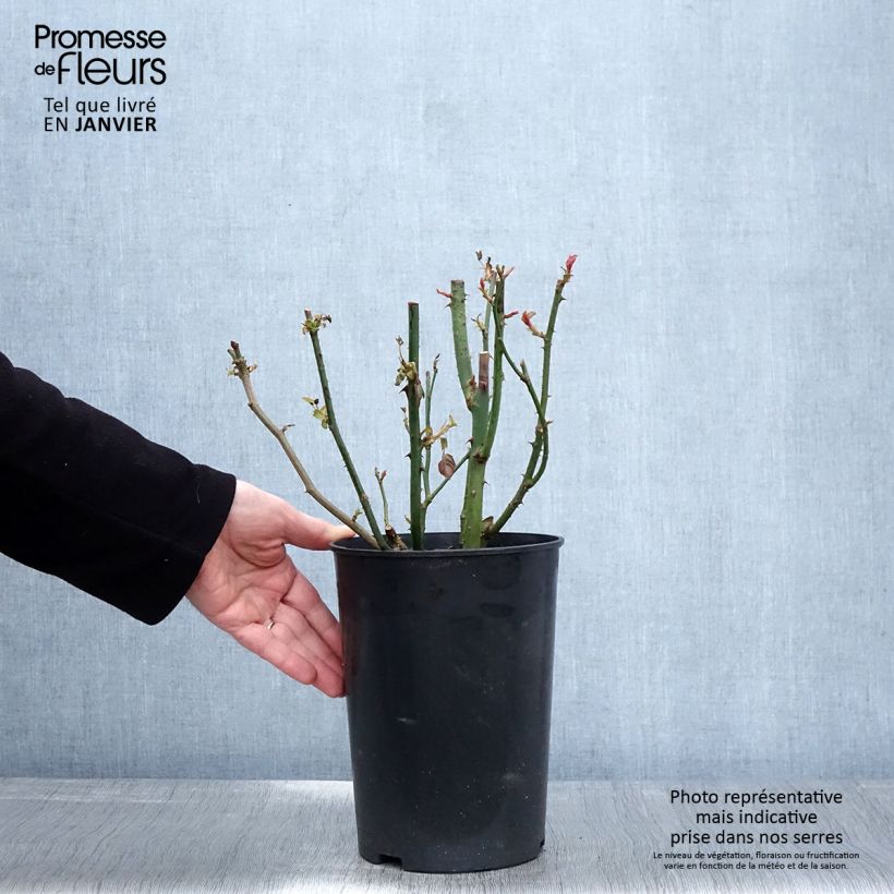 Rosa Blue River - Rose ibrida di tea Vaso da 3L/4L esemplare consegnato in inverno