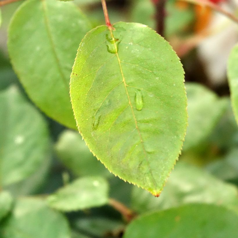 Rosa Botero - Rose ibrida di tea (Fogliame)