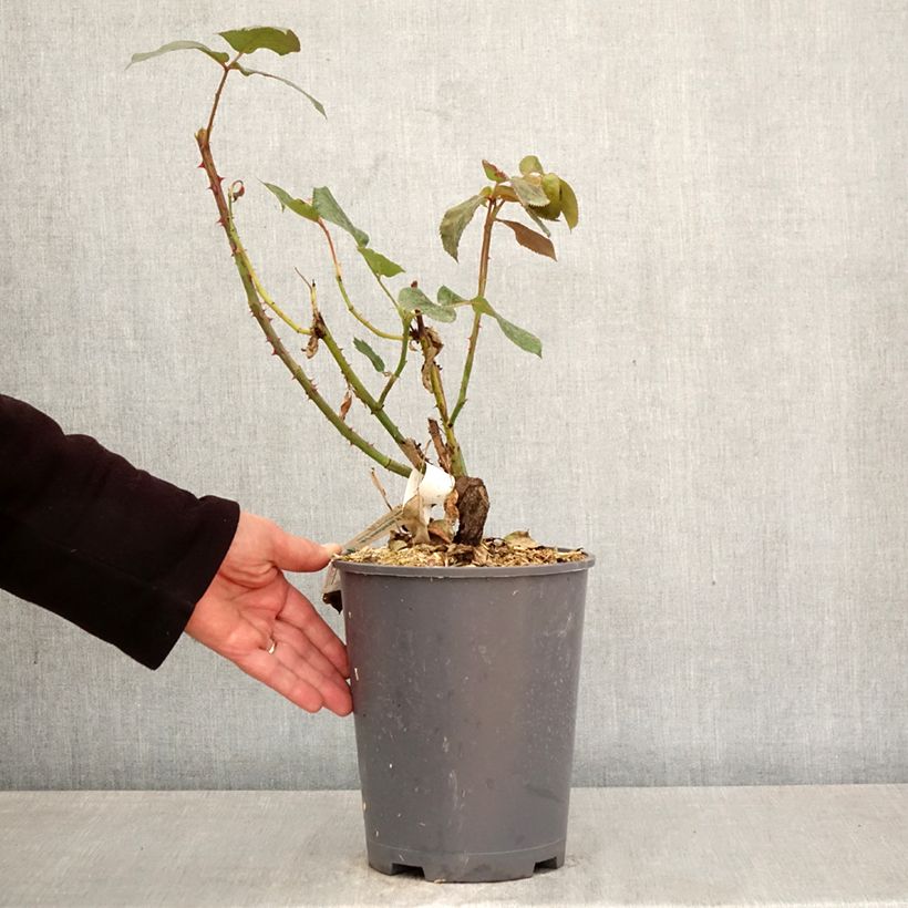 Rosa Broadway Vaso da 4L/5L esemplare consegnato in primavera