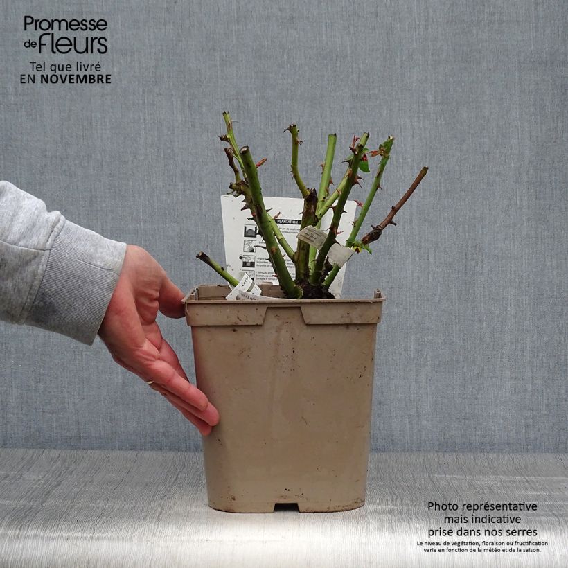 Esemplare di Rosa Camille Pissarro - Rose ibrida di tea Vaso da 4L/5L come consegnato in autunno