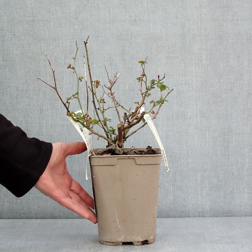 Rosa Camille Pissarro - Rose ibrida di tea Vaso da 4L/5L esemplare consegnato in inverno