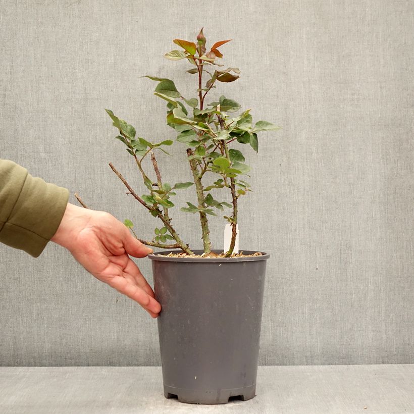 Rosa Charlotte Rampling - Rose ibrida di tea Vaso da 4L/5L esemplare consegnato in primavera