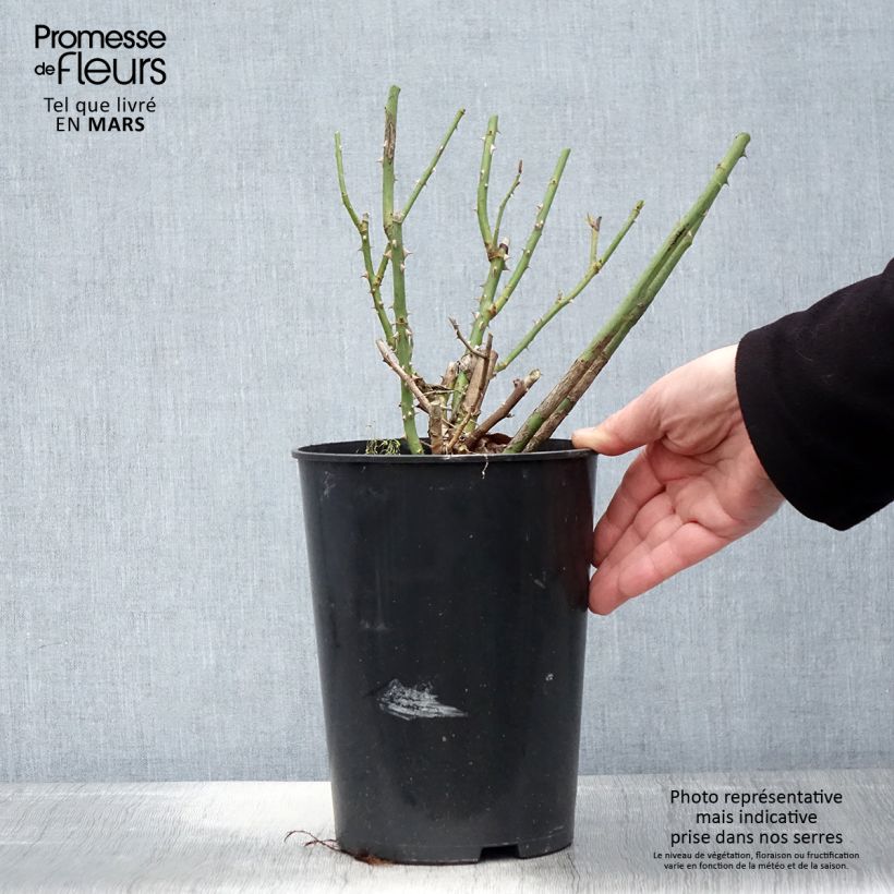 Rosa Clair Renaissance - Rose ibrida di tea Vaso da 4L/5L esemplare consegnato in primavera