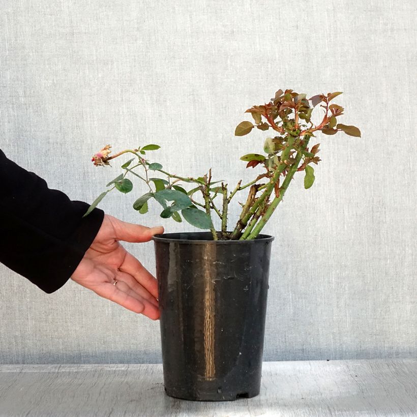 Esemplare di Rosa Claire Marshall Vaso da 2L/3L come consegnato in autunno