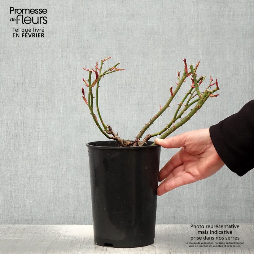 Rosa Claire Marshall Vaso da 2L/3L esemplare consegnato in inverno