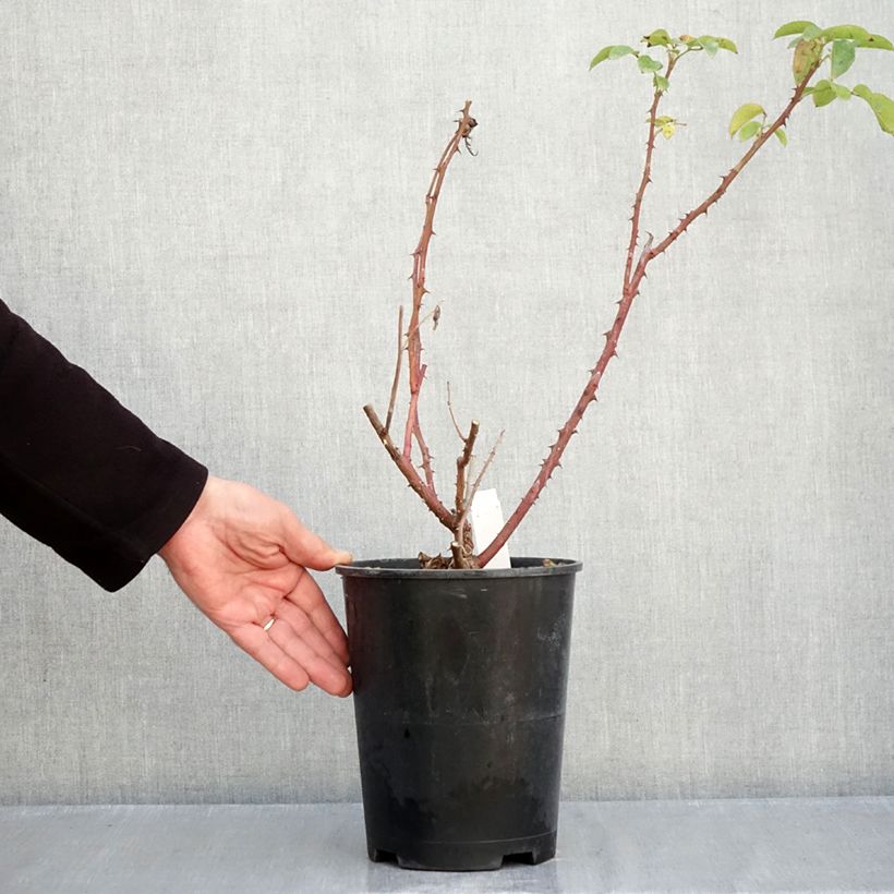 Esemplare di Rosa Criterion Vaso da 4L/5L come consegnato in autunno