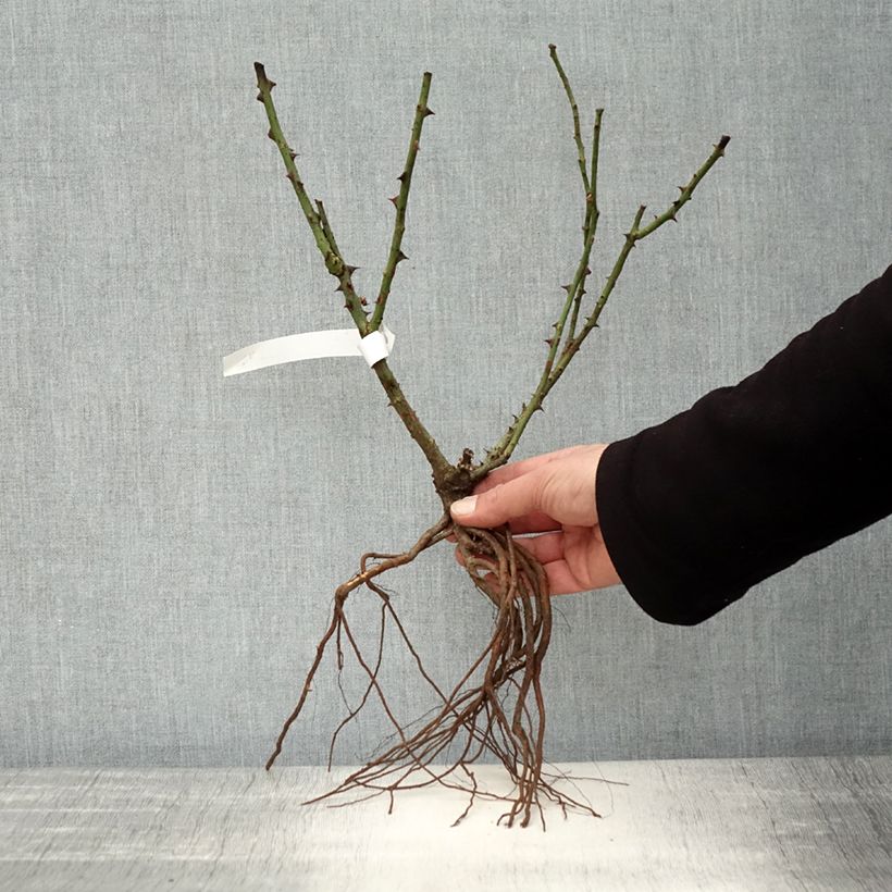 Rosa Dame de Coeur Piante piccole a radice nuda esemplare consegnato in inverno