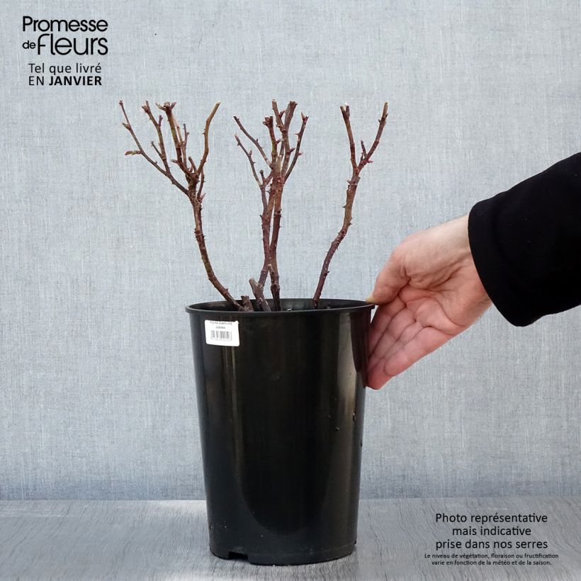 Rosa Diamond Jubilee Vaso da 4L/5L esemplare consegnato in inverno