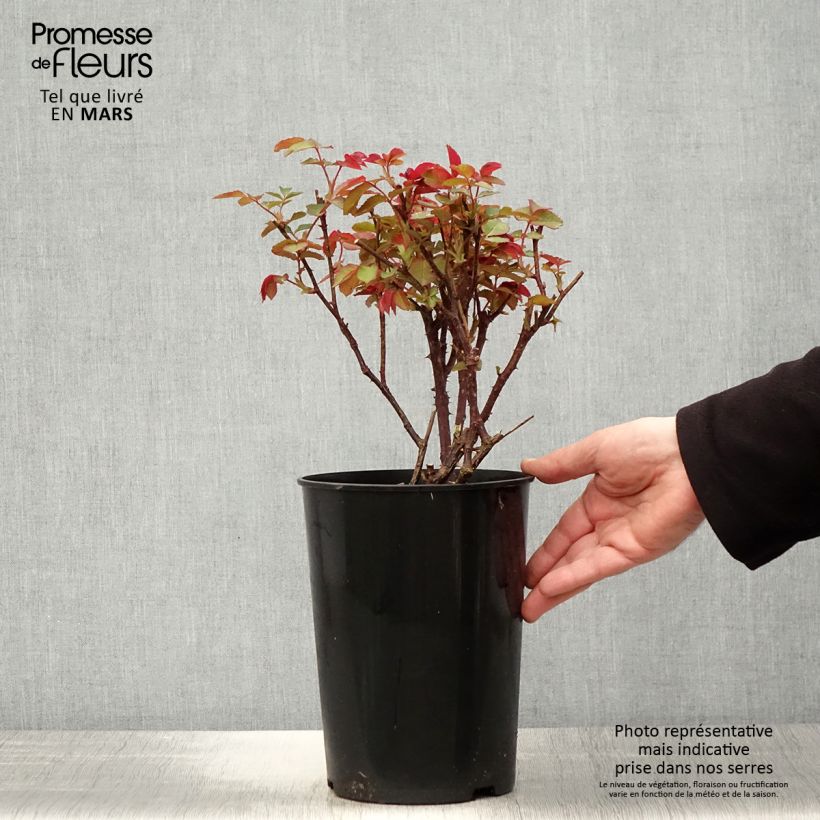 Rosa Diamond Jubilee Vaso da 4L/5L esemplare consegnato in primavera