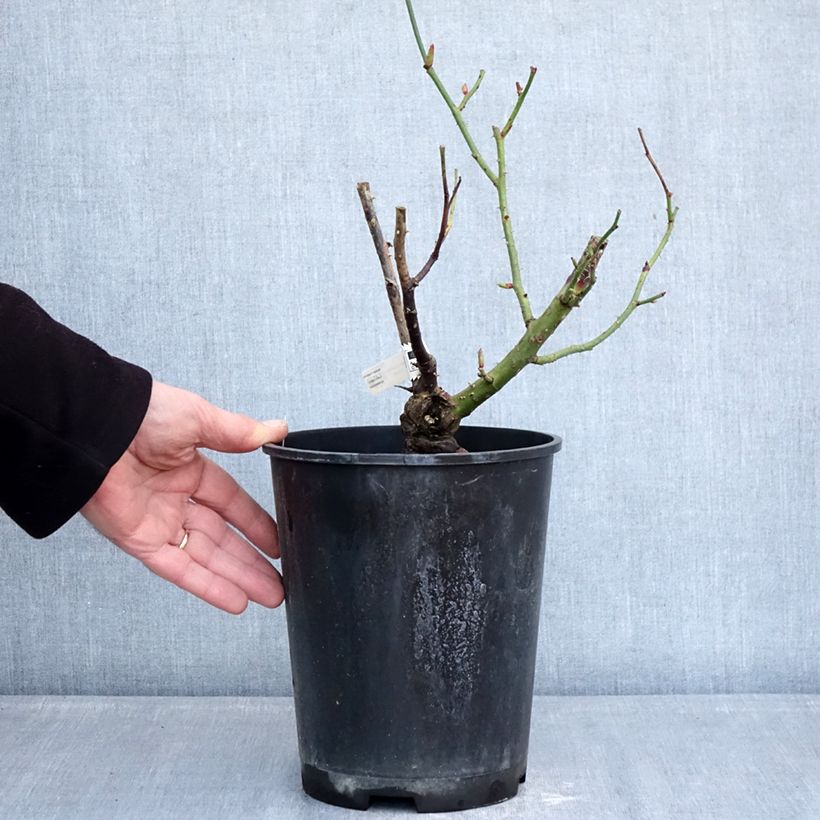 Rosier à grandes fleurs Dioressence Pot de 4L/5L esemplare consegnato in inverno
