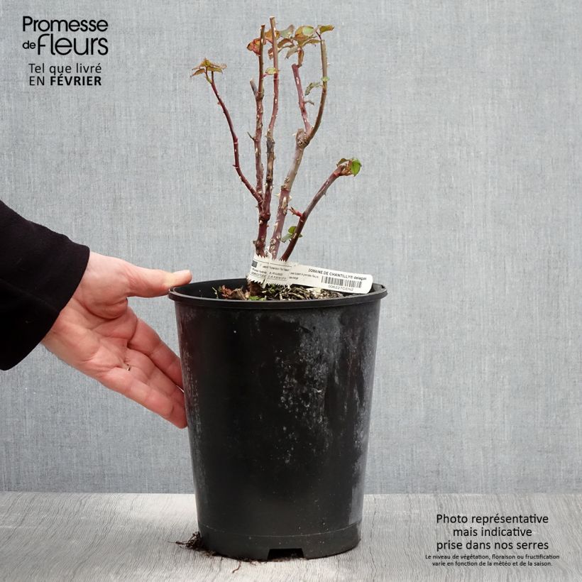 Rosa Domaine de Chantilly - Rose ibrida di tea Vaso da 3L/4L esemplare consegnato in inverno