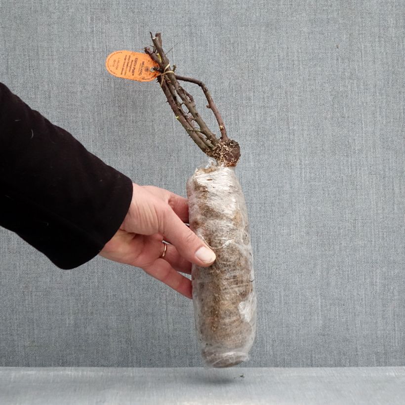 Rosa Edith Piaf  - Rose ibrida di tea Zolla a radice nuda esemplare consegnato in inverno