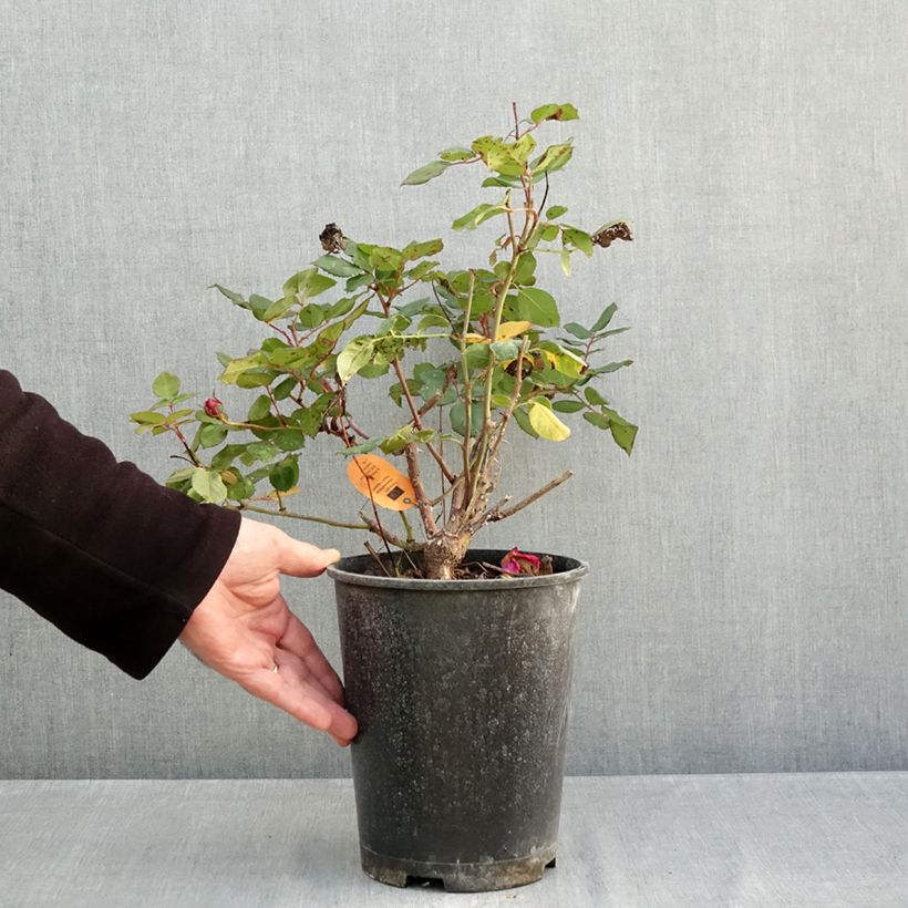 Esemplare di Rosa Elégance Française Meithatie Vaso da 4L/5L come consegnato in autunno