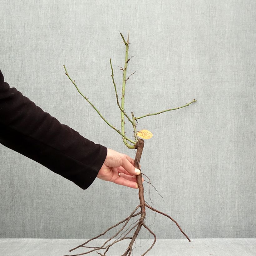 Rosa Elégance Française Piante piccole a radice nuda esemplare consegnato in inverno