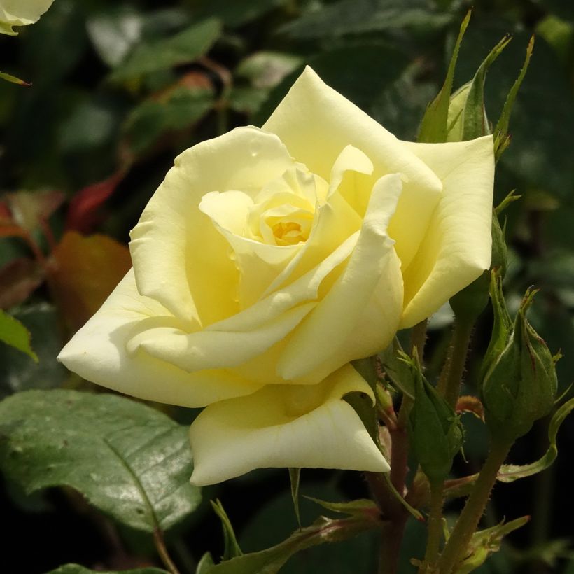 Rosa Eleganza Limona - Rose ibrida di tea (Fioritura)