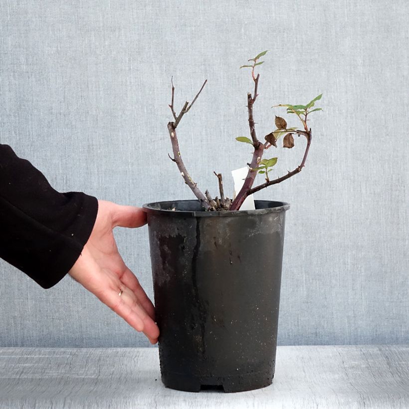 Rosa Eleganza Limona - Rose ibrida di tea Vaso da 4L/5L esemplare consegnato in inverno