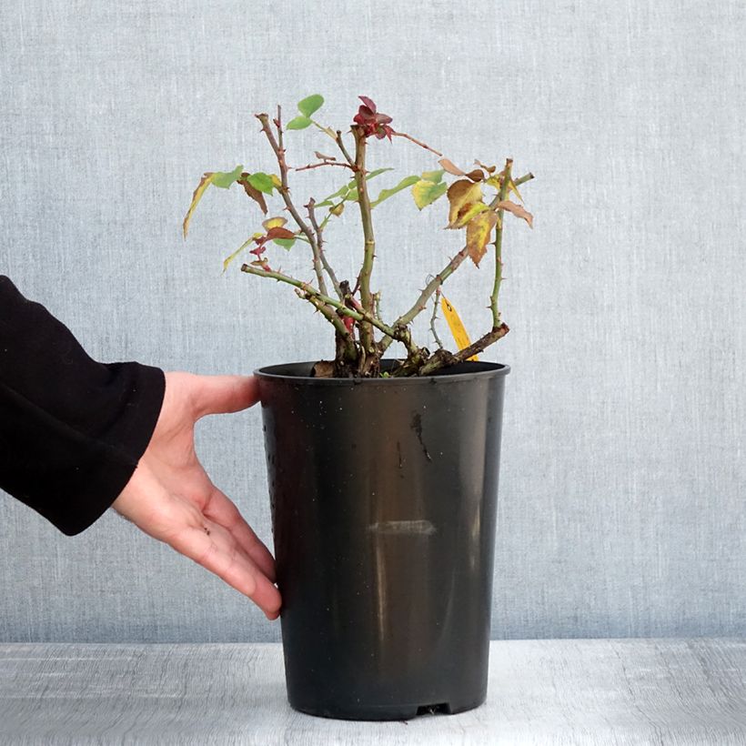 Rosa Eleganza Meine Rose - Rose ibrida di tea Vaso da 4L/5L esemplare consegnato in inverno