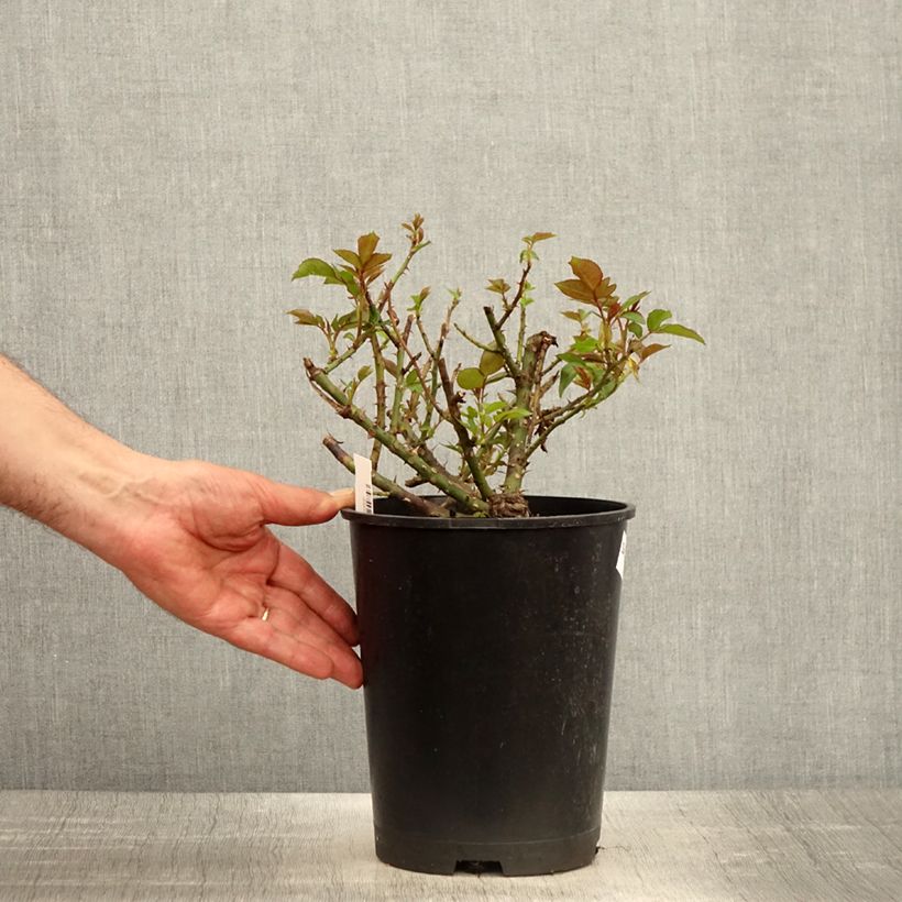 Rosa Eleganza Meine Rose - Rose ibrida di tea Vaso da 4L/5L esemplare consegnato in primavera