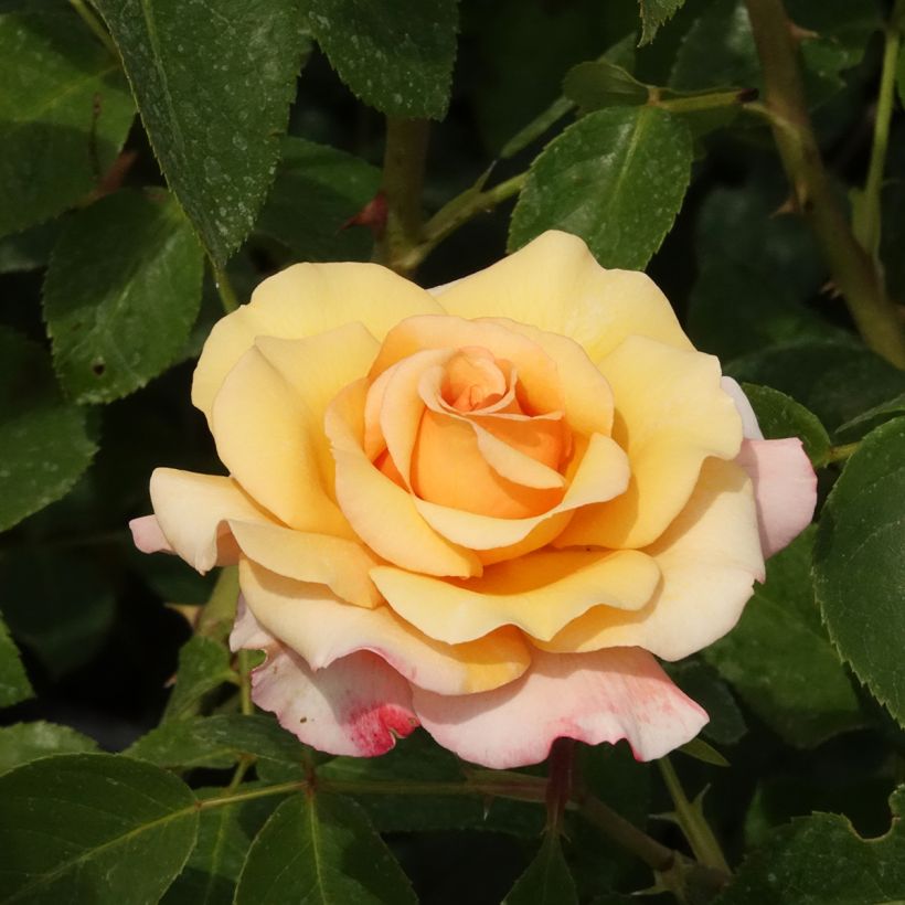 Rosa Eleganza Oh Happy Day - Rose ibrida di tea (Fioritura)