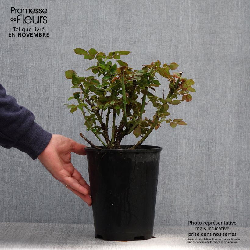 Esemplare di Rosa Eriko Takeda - Rose ibrida di tea Vaso da 4L/5L come consegnato in autunno