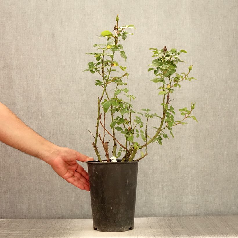 Esemplare di Rosa Espoir d'Anjou Vaso da 4L/5L consegnato in estate
