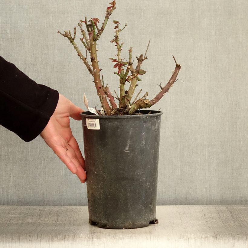 Rosa Espoir d'Anjou Vaso da 4L/5L esemplare consegnato in inverno