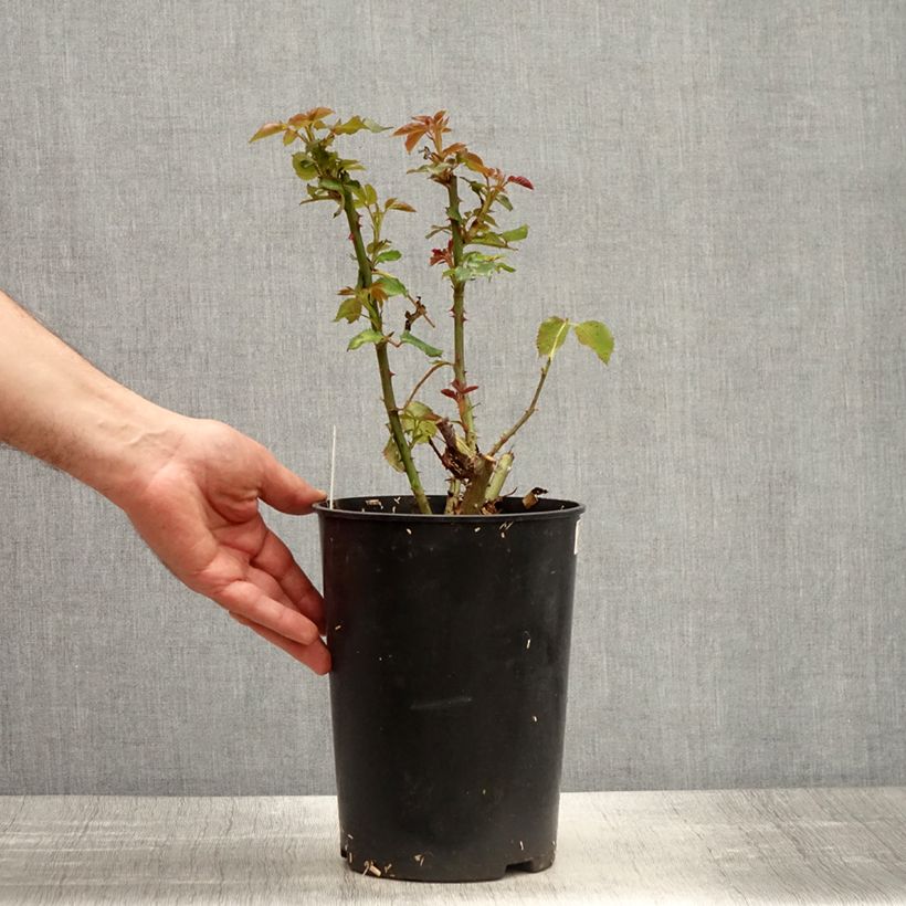 Rosa Espoir d'Anjou Vaso da 4L/5L esemplare consegnato in primavera