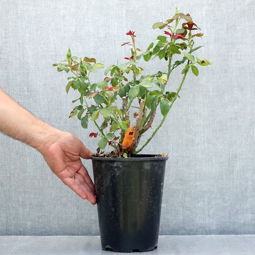 Esemplare di Rosa Eureka - Rose ibrida di tea Vaso da 4L/5L consegnato in estate