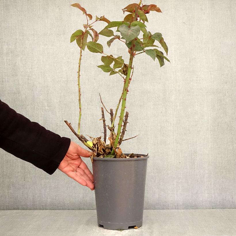 Rosa Eve de Rothschild Vaso da 4L/5L esemplare consegnato in primavera