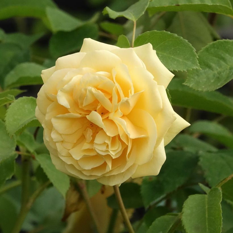 Rosa antica Fragrant Old yellow (Fioritura)