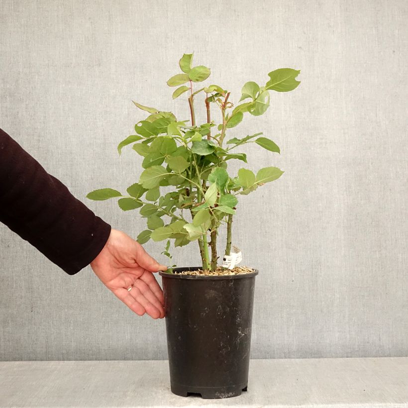 Rosa France Libre Vaso da 4L/5L esemplare consegnato in primavera