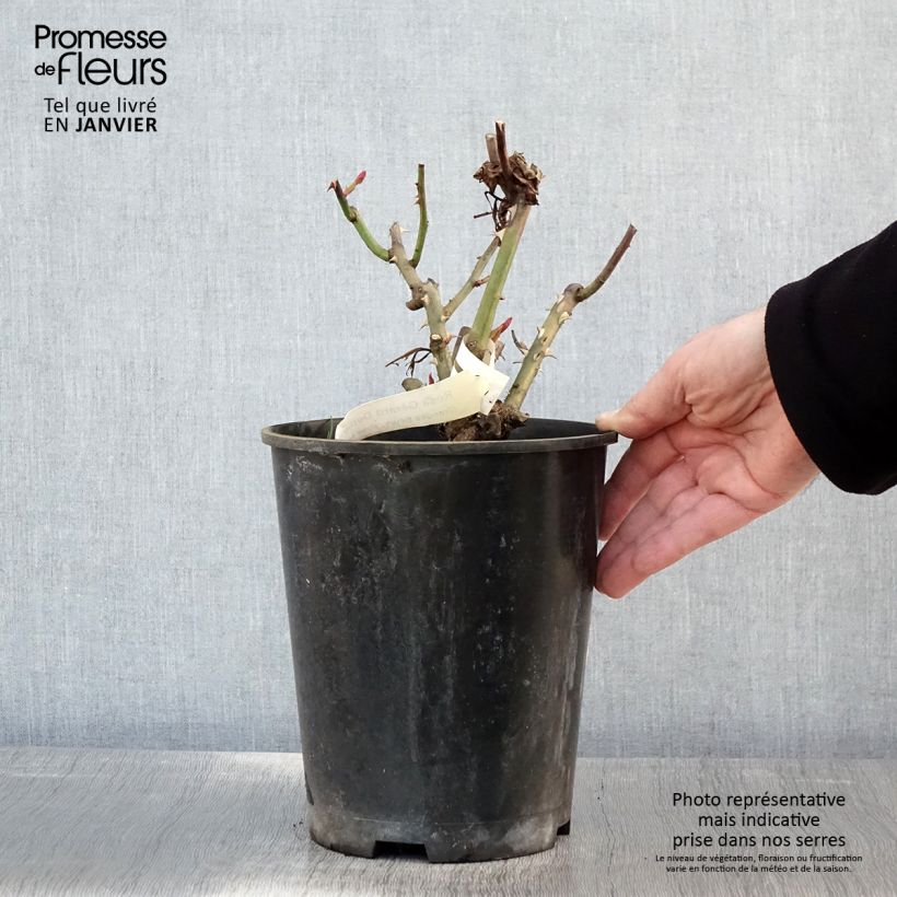 Rosa Gérard Depardieu - Rose ibrida di tea Vaso da 4L/5L esemplare consegnato in inverno