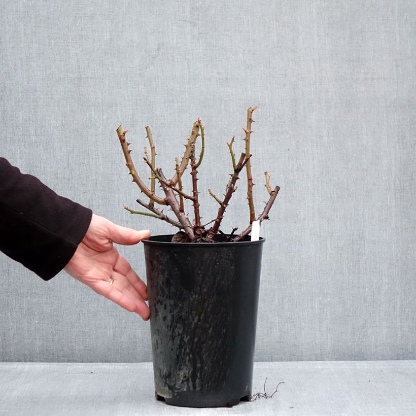 Rosa Goldfinger Vaso da 4L/5L esemplare consegnato in inverno